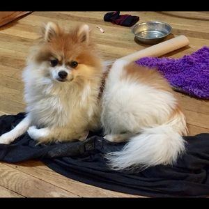 Meet your Posher, Shannon